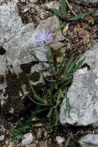 Lactuca perennis (Asteraceae)  - Laitue vivace, Bézègue - Mountain Lettuce Alpes-de-Haute-Provence [France] 29/06/2018 - 690m