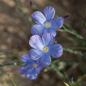 Linum austriacum (Linaceae)  - Lin d'Autriche Alpes-de-Haute-Provence [France] 24/06/2018 - 710m