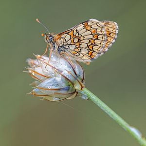 Melitaea athalia (Nymphalidae)  - Mélitée du Mélampyre, Damier Athalie - Heath Fritillary Alpes-de-Haute-Provence [France] 24/06/2018 - 630m