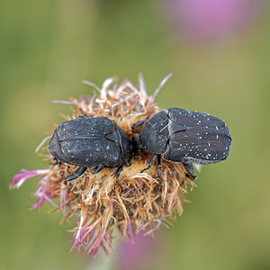 Netocia oblonga (Scarabaeidae)  - Cétoine oblongue Alpes-de-Haute-Provence [France] 24/06/2018 - 730m