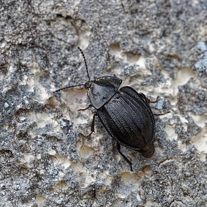 Phosphuga atrata (Silphidae)  - Silphe banal Isere [France] 22/06/2018 - 1000m