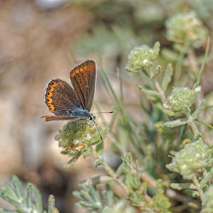 Plebejus argus (Lycaenidae)  - Azuré de l'Ajonc, Argus bleu - Silver-studded Blue Alpes-de-Haute-Provence [France] 24/06/2018 - 700m