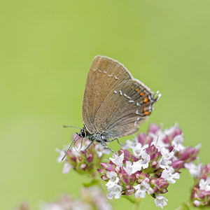 Satyrium ilicis (Lycaenidae)  - Thécla de l'Yeuse, Lyncée, Porte-Queue brun à tâches fauves Alpes-de-Haute-Provence [France] 26/06/2018 - 660m