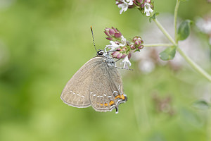 Satyrium ilicis (Lycaenidae)  - Thécla de l'Yeuse, Lyncée, Porte-Queue brun à tâches fauves Alpes-de-Haute-Provence [France] 26/06/2018 - 660m