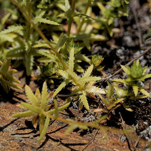 Saxifraga aspera (Saxifragaceae)  - Saxifrage rude Isere [France] 21/06/2018 - 1500m