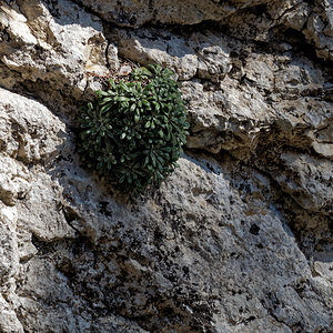 Saxifraga cochlearis (Saxifragaceae)  - Saxifrage en cuillère, Saxifrage en forme de coquille, Saxifrage en coquille, Saxifrage à feuilles en cuillère Alpes-de-Haute-Provence [France] 29/06/2018 - 650m