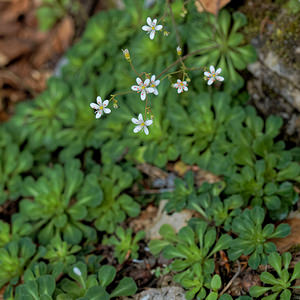 Saxifraga cuneifolia (Saxifragaceae)  - Saxifrage à feuilles en coin - Lesser Londonpride Alpes-de-Haute-Provence [France] 25/06/2018 - 1590m