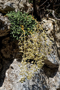 Saxifraga lantoscana (Saxifragaceae)  - Saxifrage de Lantosque Alpes-de-Haute-Provence [France] 26/06/2018 - 930m