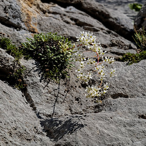 Saxifraga lantoscana (Saxifragaceae)  - Saxifrage de Lantosque Alpes-de-Haute-Provence [France] 26/06/2018 - 970m