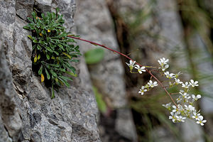 Saxifraga lantoscana (Saxifragaceae)  - Saxifrage de Lantosque Alpes-de-Haute-Provence [France] 26/06/2018 - 990m