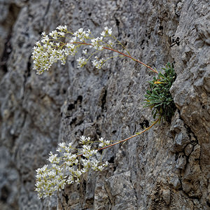 Saxifraga lantoscana (Saxifragaceae)  - Saxifrage de Lantosque Alpes-de-Haute-Provence [France] 26/06/2018 - 970m