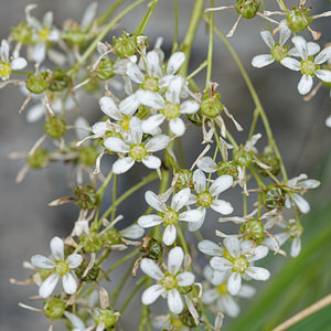Saxifraga lantoscana (Saxifragaceae)  - Saxifrage de Lantosque Alpes-de-Haute-Provence [France] 26/06/2018 - 970m