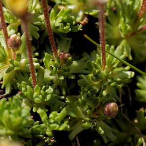 Saxifraga moschata (Saxifragaceae)  - Saxifrage musquée Hautes-Alpes [France] 21/06/2018 - 2430m