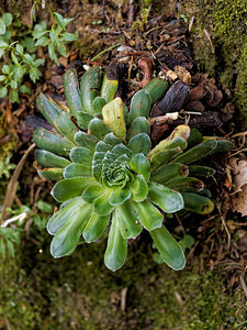 Saxifraga mutata (Saxifragaceae)  - Saxifrage variable Isere [France] 22/06/2018 - 1010m