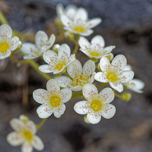 Saxifraga paniculata (Saxifragaceae)  - Saxifrage paniculée, Saxifrage aizoon - Livelong Saxifrage Haute-Savoie [France] 19/06/2018 - 1760m