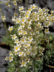 Saxifraga paniculata (Saxifragaceae)  - Saxifrage paniculée, Saxifrage aizoon - Livelong Saxifrage Haute-Savoie [France] 19/06/2018 - 1590m