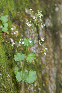 Saxifraga rotundifolia (Saxifragaceae)  - Saxifrage à feuilles rondes - Round-leaved Saxifrage Isere [France] 22/06/2018 - 1020m