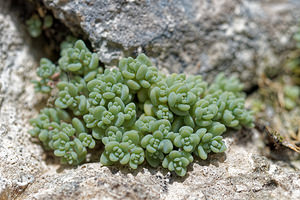 Sedum dasyphyllum (Crassulaceae)  - Orpin à feuilles poilues, Orpin à feuilles serrées, Orpin à feuilles épaisses - Thick-leaved Stonecrop Isere [France] 22/06/2018 - 990m