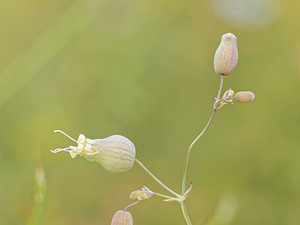 Silene vulgaris (Caryophyllaceae)  - Silène commun, Silène enflé, Tapotte - Bladder Campion Alpes-de-Haute-Provence [France] 24/06/2018 - 730m