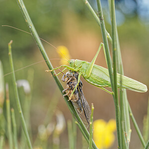 Tettigonia viridissima (Tettigoniidae)  - Grande Sauterelle verte, Sauterelle verte (des prés),  Tettigonie verte, Sauterelle à coutelas - Great Green Bush Cricket Vaucluse [France] 23/06/2018 - 120mEn train de d?vorer une cigale (Lyristes plebejus)