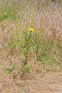 Verbascum sinuatum (Scrophulariaceae)  - Molène sinuée Alpes-de-Haute-Provence [France] 24/06/2018 - 720m