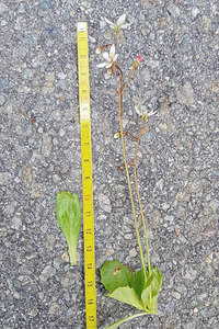 Micranthes stellaris (Saxifragaceae)  - Micranthe étoilé, Saxifrage étoilée - Starry Saxifrage Entremont [Suisse] 03/07/2018 - 2480m