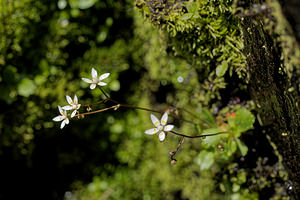 Micranthes stellaris (Saxifragaceae)  - Micranthe étoilé, Saxifrage étoilée - Starry Saxifrage Entremont [Suisse] 03/07/2018 - 2480m