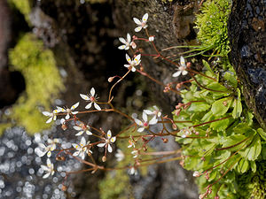 Micranthes stellaris (Saxifragaceae)  - Micranthe étoilé, Saxifrage étoilée - Starry Saxifrage Entremont [Suisse] 03/07/2018 - 2480m