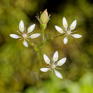 Micranthes stellaris (Saxifragaceae)  - Micranthe étoilé, Saxifrage étoilée - Starry Saxifrage Entremont [Suisse] 03/07/2018 - 1740m