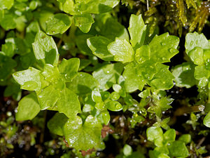 Micranthes stellaris (Saxifragaceae)  - Micranthe étoilé, Saxifrage étoilée - Starry Saxifrage Entremont [Suisse] 03/07/2018 - 1740m