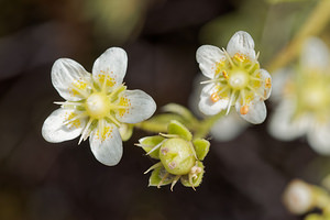 Saxifraga aspera (Saxifragaceae)  - Saxifrage rude Entremont [Suisse] 04/07/2018 - 1660m