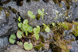 Saxifraga rotundifolia (Saxifragaceae)  - Saxifrage à feuilles rondes - Round-leaved Saxifrage Entremont [Suisse] 04/07/2018 - 1640m