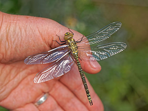 Aeshna cyanea (Aeshnidae)  - aeschne bleue - Southern Hawker Nord [France] 14/08/2018 - 40m