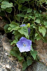 Campanula carpatica (Campanulaceae)  - Campanule des Carpates - Tussock Bellflower Brasov [Roumanie] 29/08/2018 - 770m