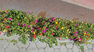Portulaca grandiflora (Portulacaceae)  - Pourpier à grandes fleurs, Chevalier-d'onze-heures - Rose-moss [a purslane] Brasov [Roumanie] 30/08/2018 - 450m