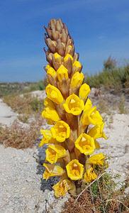 Cistanche phelypaea (Orobanchaceae)  - Cistanche phélypée, Orobanche des teinturiers, Phélypée du Portugal el Baix Segura / La Vega Baja del Segura [Espagne] 11/03/2019 - 120m