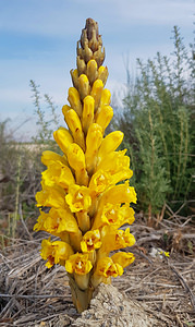 Cistanche phelypaea (Orobanchaceae)  - Cistanche phélypée, Orobanche des teinturiers, Phélypée du Portugal el Baix Segura / La Vega Baja del Segura [Espagne] 11/03/2019 - 120m