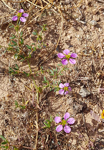 Fagonia cretica (Zygophyllaceae)  - Fagonie de Crête el Baix Segura / La Vega Baja del Segura [Espagne] 11/03/2019 - 50m