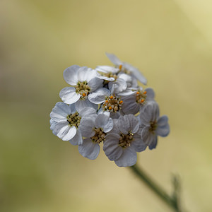 Achillea clavennae (Asteraceae)  - Achillée de Clavena Haut-Adige [Italie] 30/06/2019 - 2220m