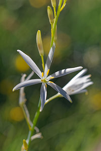 Anthericum liliago (Asparagaceae)  - Phalangère à fleurs de lis, Phalangère petit-lis, Bâton de Saint Joseph, Anthéricum à fleurs de Lis Hautes-Alpes [France] 24/06/2019 - 1740m