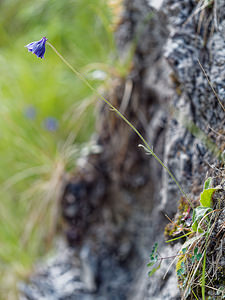 Aquilegia einseleana (Ranunculaceae)  - Ancolie de Einsele Brescia [Italie] 27/06/2019 - 590m