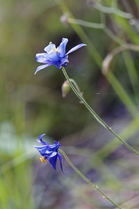 Aquilegia einseleana (Ranunculaceae)  - Ancolie de Einsele Brescia [Italie] 27/06/2019 - 590m