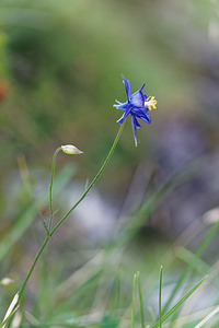 Aquilegia einseleana (Ranunculaceae)  - Ancolie de Einsele Brescia [Italie] 27/06/2019 - 590m