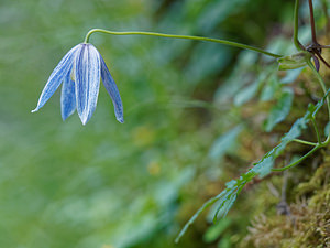 Clematis alpina (Ranunculaceae)  - Clématite des Alpes, Atragène des Alpes Haut-Adige [Italie] 28/06/2019 - 1740m