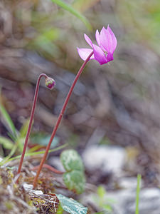 Cyclamen purpurascens (Primulaceae)  - Cyclamen pourpré, Cyclamen rouge pourpre, Cyclamen d'Europe, Marron de cochon Brescia [Italie] 27/06/2019 - 590m