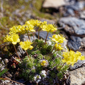 Draba aizoides (Brassicaceae)  - Drave faux aizoon - Yellow Whitlowgrass Savoie [France] 23/06/2019 - 2590m