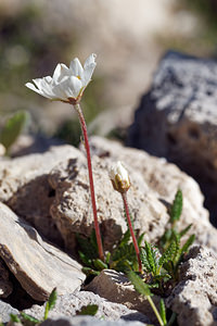 Dryas octopetala (Rosaceae)  - Dryade à huit pétales, Thé des alpes - Mountain Avens Hautes-Alpes [France] 25/06/2019 - 2200m