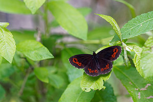 Erebia ligea (Nymphalidae)  - Moiré blanc-fascié, Grand nègre hongrois, Nègre, Nègre hongrois - Arran Brown Provincia di Trento [Italie] 27/06/2019 - 750m