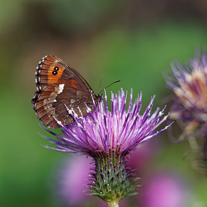 Erebia ligea (Nymphalidae)  - Moiré blanc-fascié, Grand nègre hongrois, Nègre, Nègre hongrois - Arran Brown Provincia di Trento [Italie] 27/06/2019 - 750m