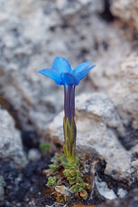 Gentiana schleicheri (Gentianaceae)  - Gentiane de Schleicher Haut-Adige [Italie] 30/06/2019 - 2170m